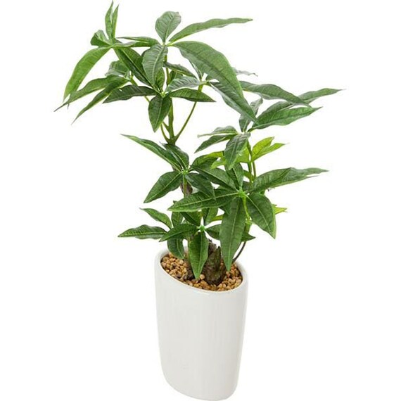 CHẬU CÂY KIM NGÂN M F355-PU375/82NT