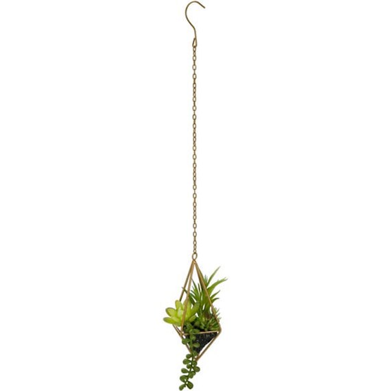 SUCCULENT IN HANGING METAL CASE 8X8