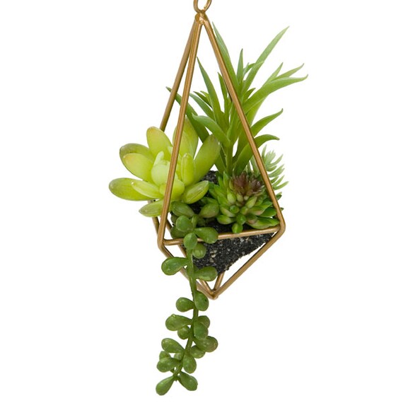 SUCCULENT IN HANGING METAL CASE 8X8