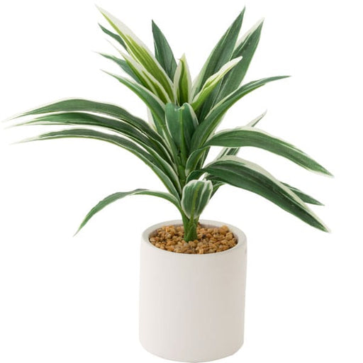 26CM CORDYLINE W/ POTTERY POT