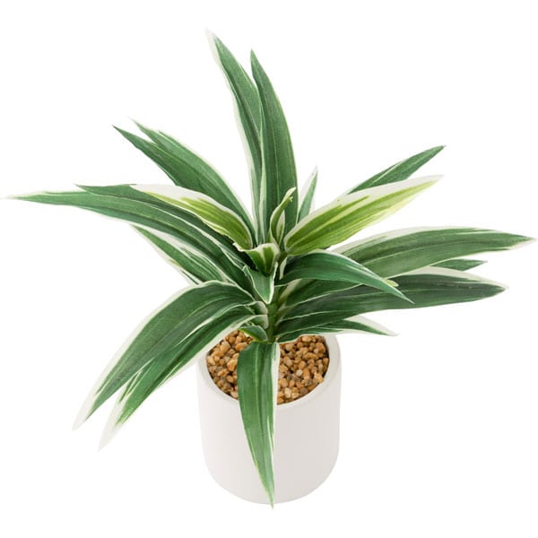 26CM CORDYLINE W/ POTTERY POT
