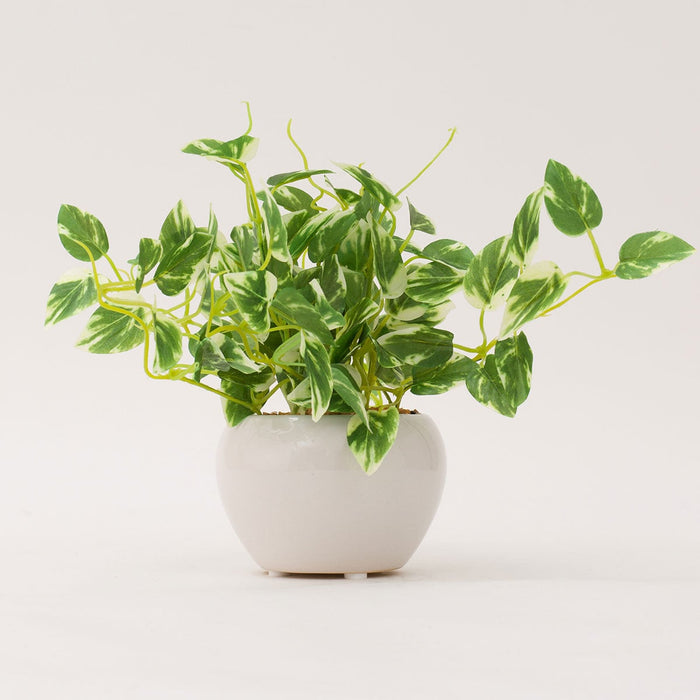 23CM SCINDAPSUS W/ CERAMIC POT