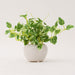 23CM SCINDAPSUS W/ CERAMIC POT