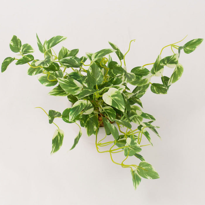 23CM SCINDAPSUS W/ CERAMIC POT