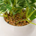 23CM SCINDAPSUS W/ CERAMIC POT