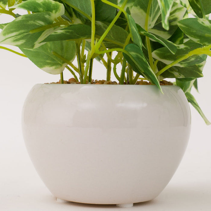 23CM SCINDAPSUS W/ CERAMIC POT